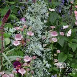 Astrantia major Roma