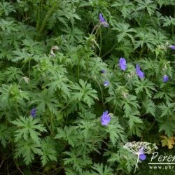 Geranium Brookside