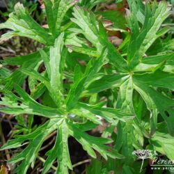 Geranium Brooksid