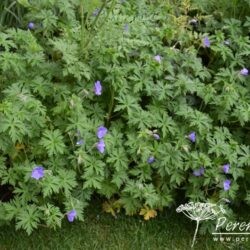 Geranium Brookside