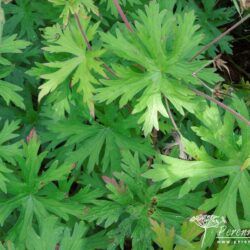 Geranium Brooksid