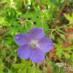 Geranium Brooksid