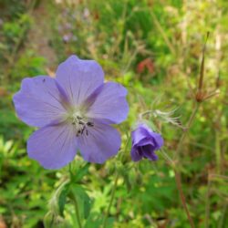 Geranium Brooksid