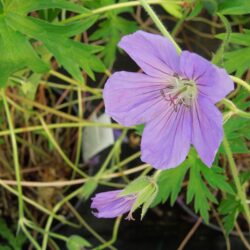 Geranium Brooksid