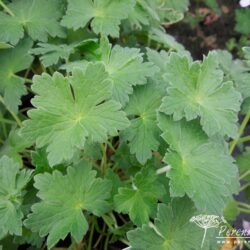 Geranium Dreamland