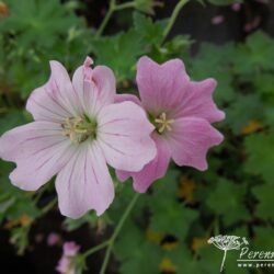 Geranium Dreamland