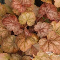 Heuchera Apricot