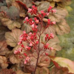 Heuchera Apricot