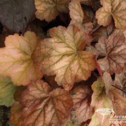 Heuchera Apricot