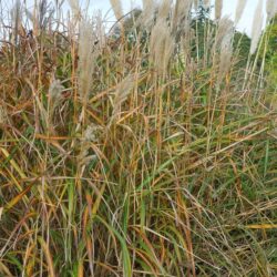 Miscanthus sinensis Rotfuchs