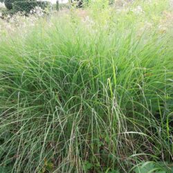 Miscanthus sinensis Rotfuchs