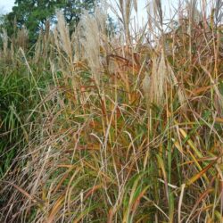 Miscanthus sinensis Rotfuchs