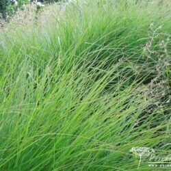 Miscanthus sinensis Rotfuchs