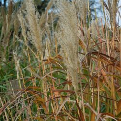 Miscanthus sinensis Rotfuchs