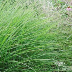 Miscanthus sinensis Rotfuchs