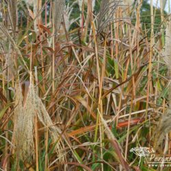 Miscanthus sinensis Rotfuchs