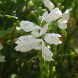 Physostegia virginiana Crown of Snow