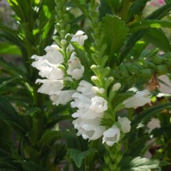 Physostegia virginiana Crown of Snow