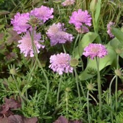 Scabiosa Pink Mist