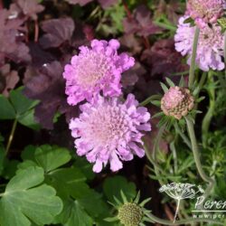 Scabiosa Pink Mist