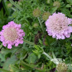 Scabiosa Pink Mist