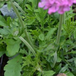 Scabiosa Pink Mist