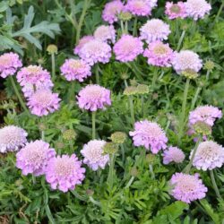 Scabiosa Pink Mist