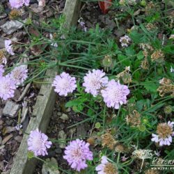 Scabiosa Pink Mist