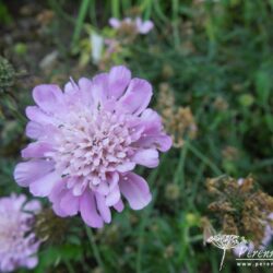 Scabiosa Pink Mist