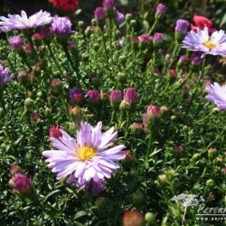 Symphyotrichum dumosus Lilac Time