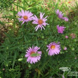 Symphyotrichum dumosus Peter Harrison