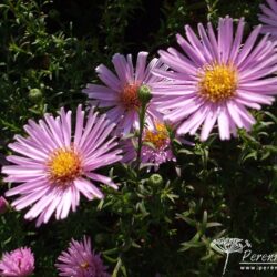 Symphyotrichum dumosus Peter Harrison