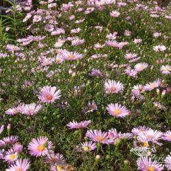 Symphyotrichum dumosus Peter Harrison