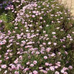 Symphyotrichum dumosus Peter Harrison