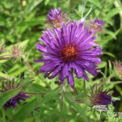 Symphyotrichum novae-angliae Bishop Colenso