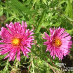 Symphyotrichum novae-angliae Harrington Pink