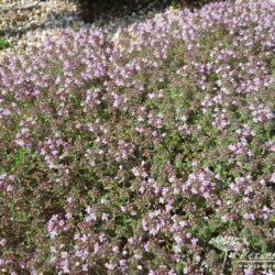 Thymus serpyllum September