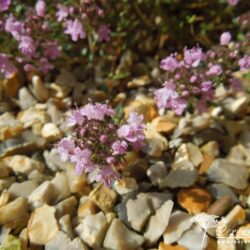 Thymus serpyllum September