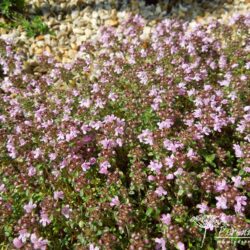 Thymus serpyllum September