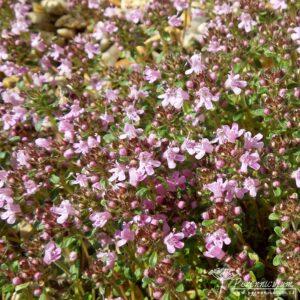 Thymus serpyllum September