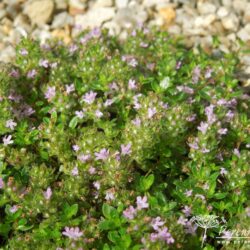 Thymus serpyllum