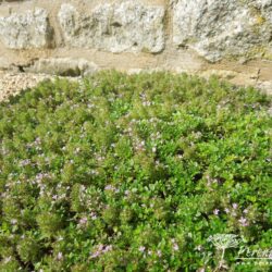 Thymus serpyllum