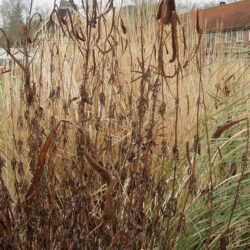 Veronicastrum virdinicum Lavendelturm