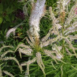 Veronicastrum virdinicum Lavendelturm