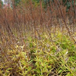 Veronicastrum virdinicum Lavendelturm