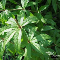 Veronicastrum virginicum Fascination