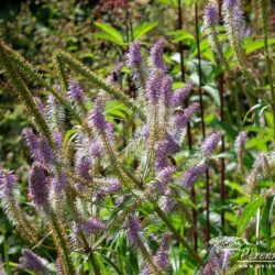 Veronicastrum virginicum Fascination