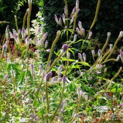 Veronicastrum virginicum Fascination