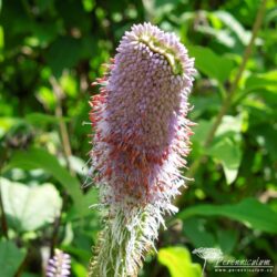 Veronicastrum virginicum Fascination