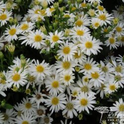 Aster ageratoides Starshine